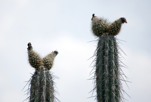 Pachycereus hollianus