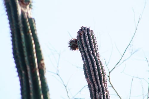 Pachycereus pecten-aboriginum (Hairbrush cactus) — photo
