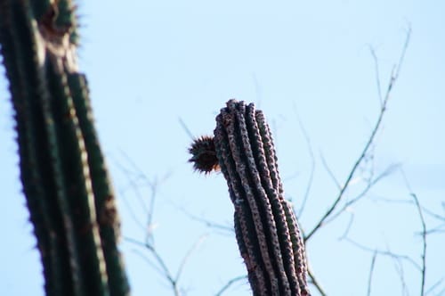 Pachycereus pecten-aboriginum (Hairbrush cactus) — photo