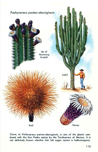 Pachycereus pecten-aboriginum