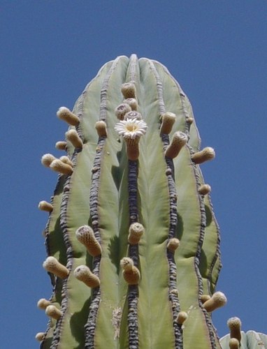 Pachycereus pringlei (Cardon) — photo