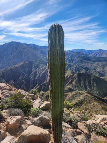 Pachycereus pringlei (Cardon) — photo