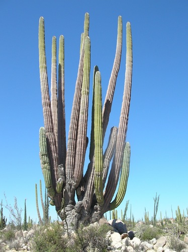 Pachycereus pringlei