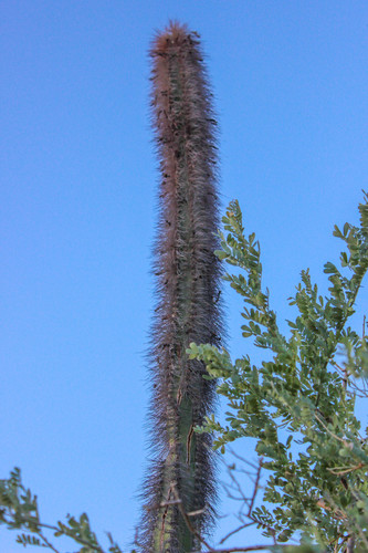 Pachycereus schottii (Senita) — photo