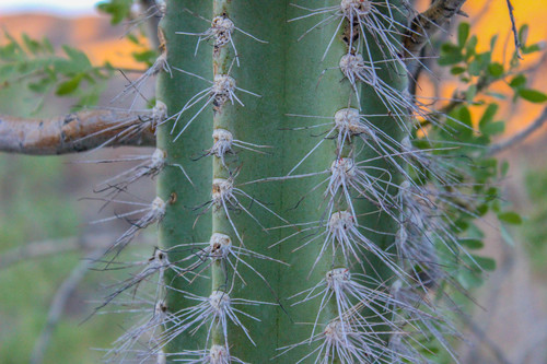 Pachycereus schottii (Senita) — photo