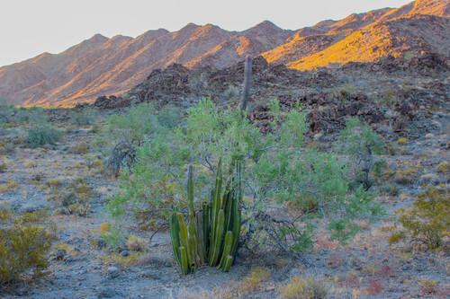 Pachycereus schottii