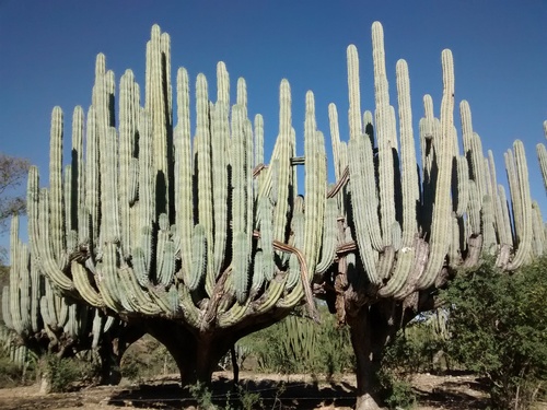 Pachycereus weberi (Candelabro) — photo