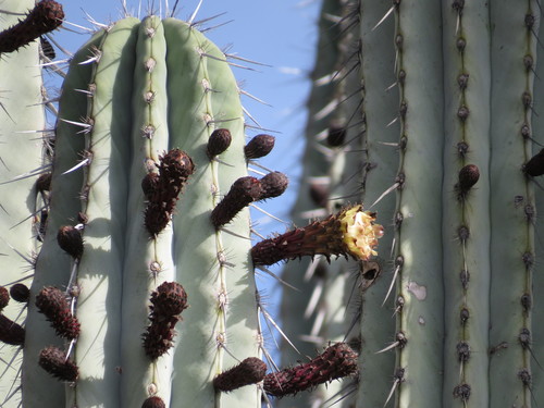 Pachycereus weberi (Candelabro) — photo