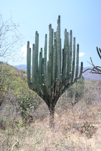 Pachycereus weberi