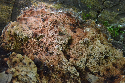 Pachyma cocos