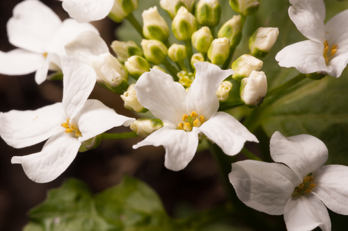Pachyphragma macrophyllum (Caucasian pennycress) — photo