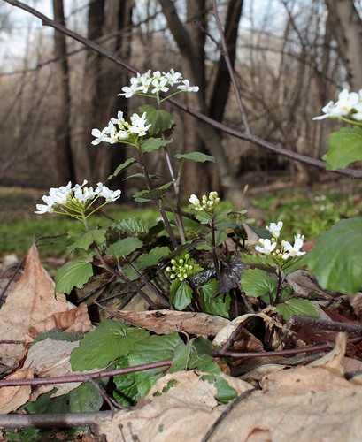 Pachyphragma macrophyllum (Caucasian pennycress) — photo
