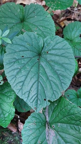 Pachyphragma macrophyllum