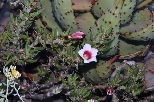 Pachypodium bispinosum — photo