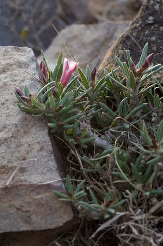 Pachypodium bispinosum — photo