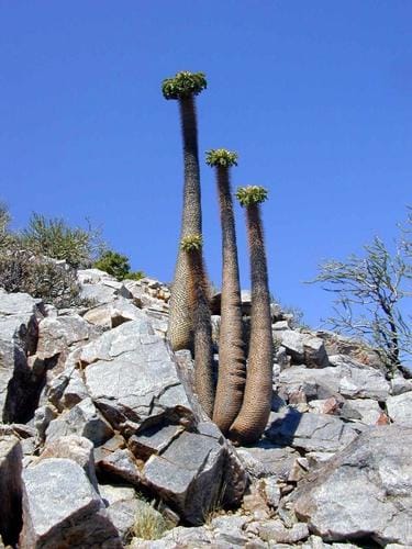 Pachypodium namaquanum (Elephant's trunk) — photo