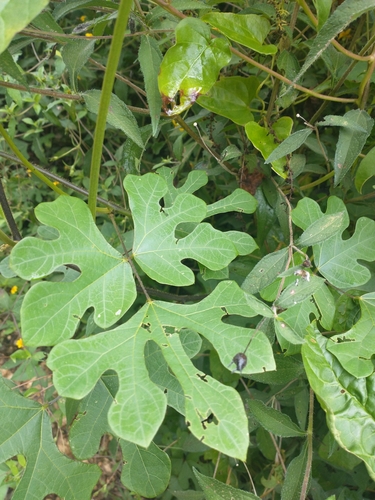 Pachyrhizus erosus (Yam bean) — photo
