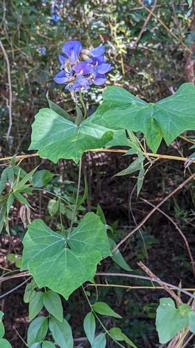 Pachyrhizus erosus (Yam bean) — photo