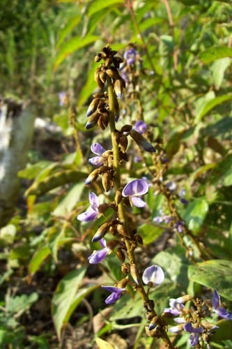 Pachyrhizus ferrugineus — photo