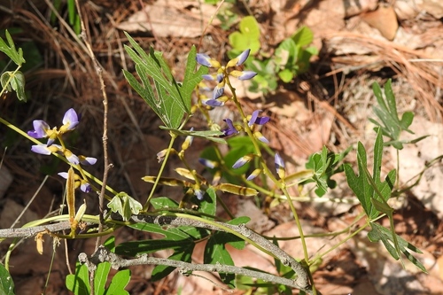 Pachyrhizus ferrugineus