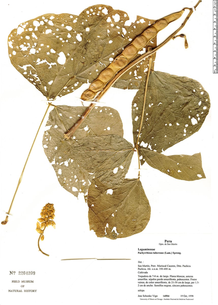 Pachyrhizus tuberosus (Amazonian yam bean) — photo