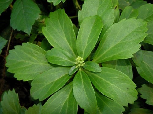 Pachysandra terminalis (Japanese spurge) — photo
