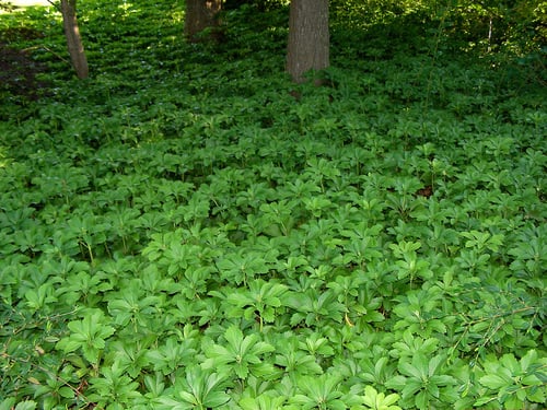 Pachysandra terminalis (Japanese spurge) — photo