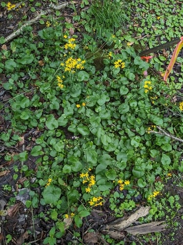 Packera aurea — photo
