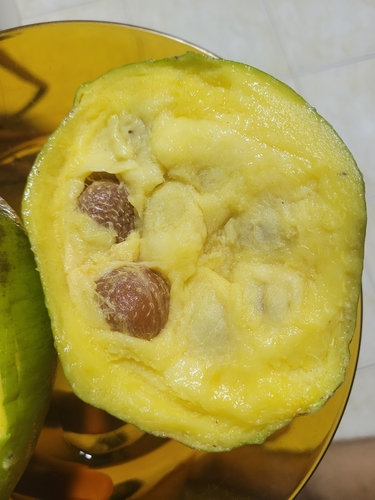 Pacouria boliviensis