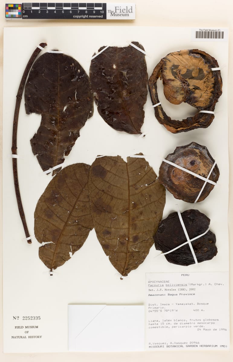 Pacouria boliviensis (Pacori-acu) — photo