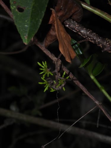 Pacouria guianensis — photo