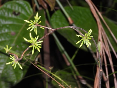 Pacouria guianensis — photo