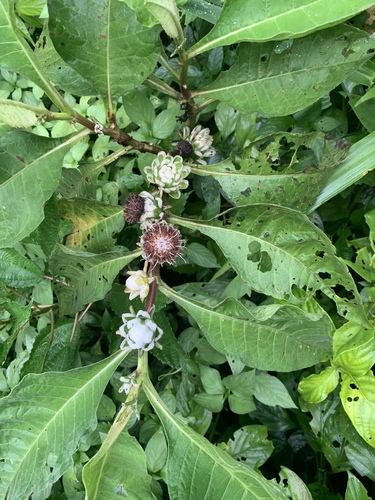 Pacourina edulis