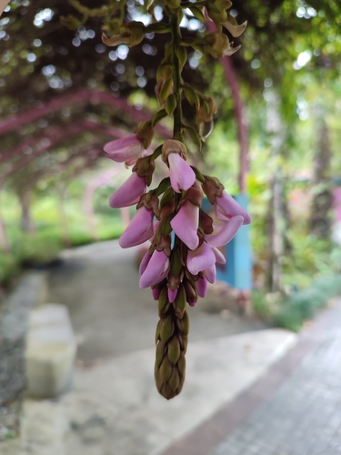 Padbruggea dasyphylla — photo