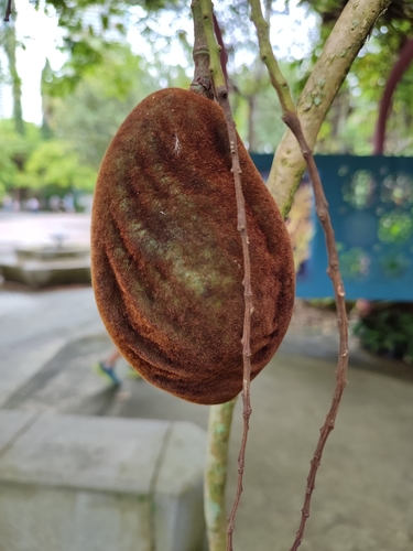 Padbruggea dasyphylla