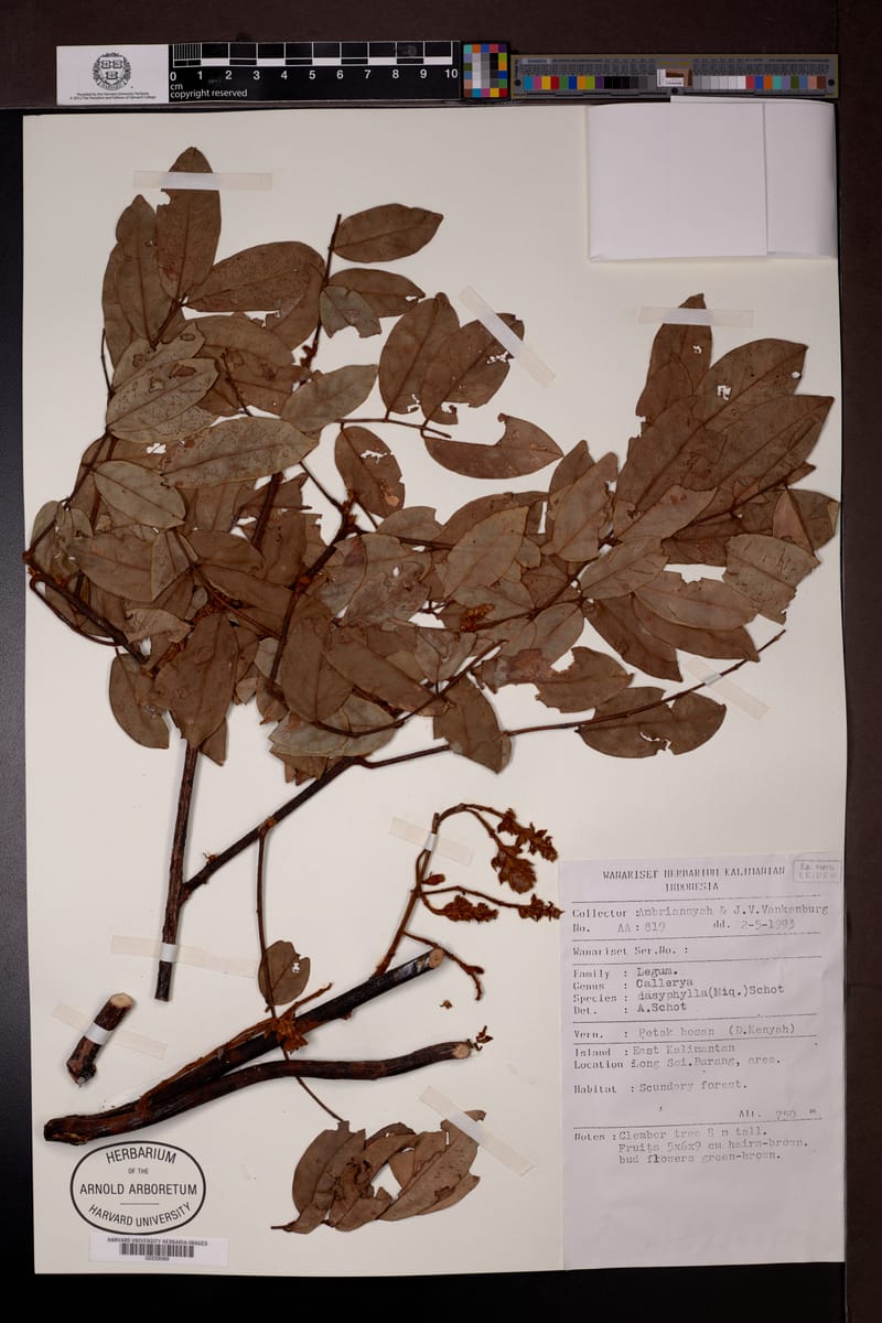 Padbruggea dasyphylla — photo