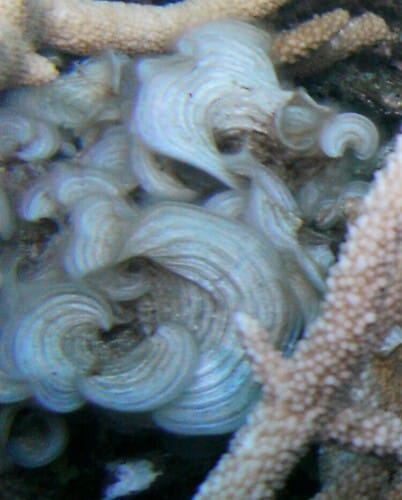 Padina australis (Agar-agar) — photo