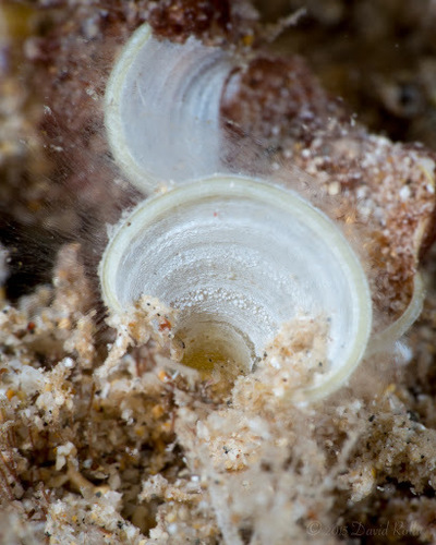 Padina australis