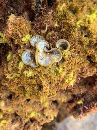 Padina pavonica (Peacock's tail) — photo