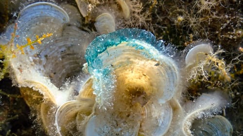 Padina pavonica (Peacock's tail) — photo