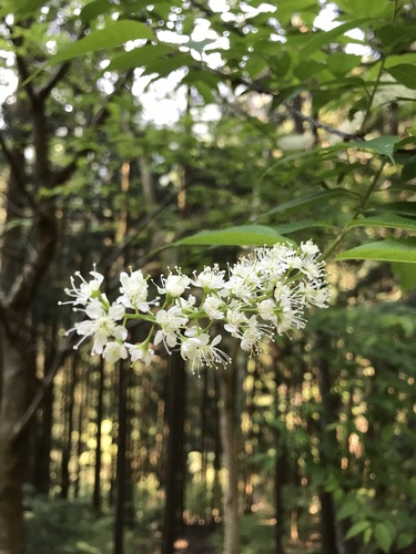 Padus grayana — photo