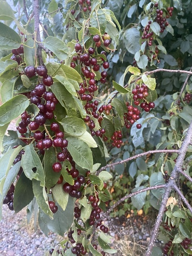 Padus virginiana (Chokecherry) — photo