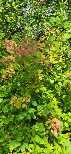 Padus virginiana (Chokecherry) — photo