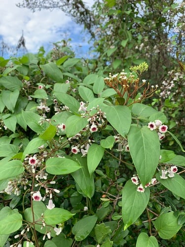 Paederia foetida (Chinese fevervine) — photo