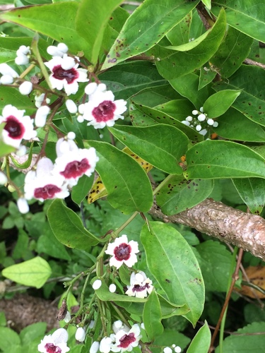 Paederia foetida (Chinese fevervine) — photo