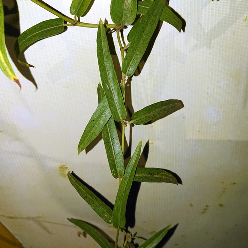 Paederia linearis (Khawtonmak) — photo