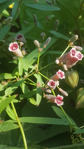 Paederia linearis