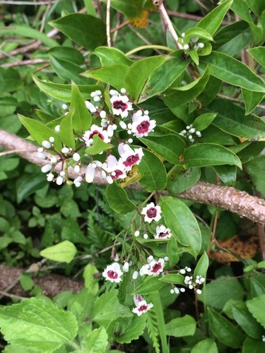 Paederia scandens — photo