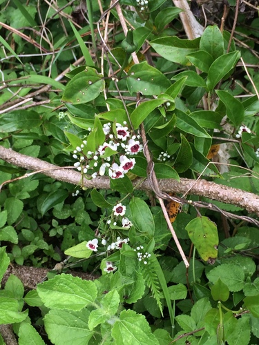 Paederia tomentosa var. glabra