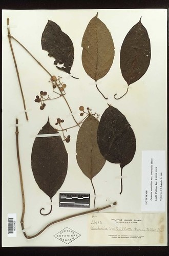 Paederia verticillata